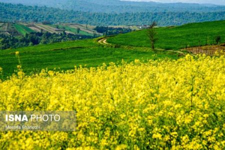 رطوبت کلزا بالاست، فعلا برداشت نکنید