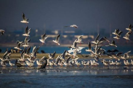 عبور پر خطر پرندگان مهاجر جهان از فراز ایران