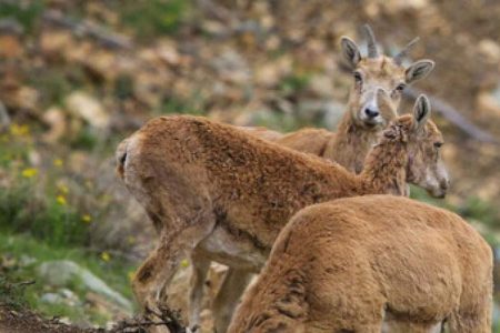 کمبودمنابع آب‌برای حیات‌وحش‌برخی‌مناطق تهران