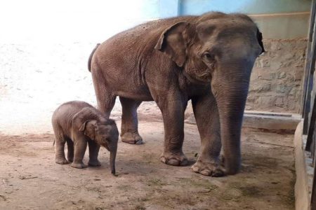 آخرین وضعیت مایسا بچه فیل باغ وحش ارم