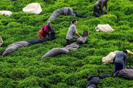 ۸۳ درصد مطالبات چای‌کاران پرداخت شد