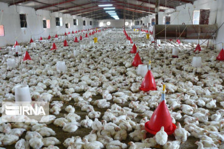 روزانه بیش از ۱۸۰ تن گوشت مرغ در استان کرمانشاه تولید می‌شود