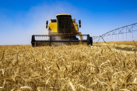خرید بیش از ۵۰۰ هزار تن گندم و کلزا از کشاورزان خوزستان