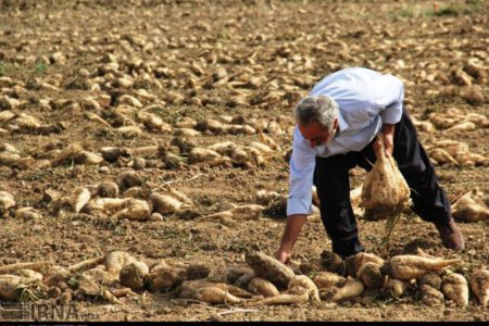 پیش‌بینی تولید چغندرقند پاییزه در مناطق گرمسیری کرمانشاه ۹۰ هزار تن است