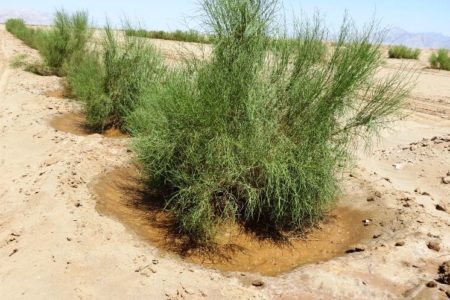 کمبود آب و اعتبار، موانع پیشرفت طرح‌های بیابان زدایی در خوزستان