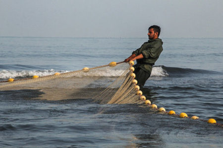 ممنوعیت صید ماهی حلوا سفید در صیدگاه‌های شمال غرب خلیج فارس