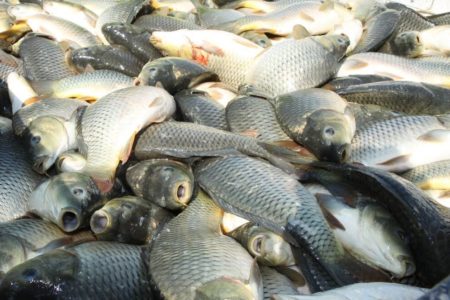 تولید بیش از ۱۵۰۰ تن ماهی گرمابی در فارس