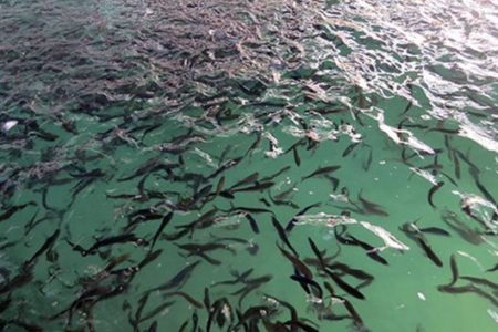 رهاسازی ۶۵۰ هزار قطعه ماهی بومی در رودخانه مارون
