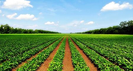 توان تولید سالانه ۵۰ میلیون تن محصول کشاورزی در خوزستان