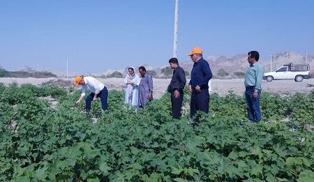 واگذاری ۳ هزار هکتار زمین جهت کشت پنبه در هرمزگان