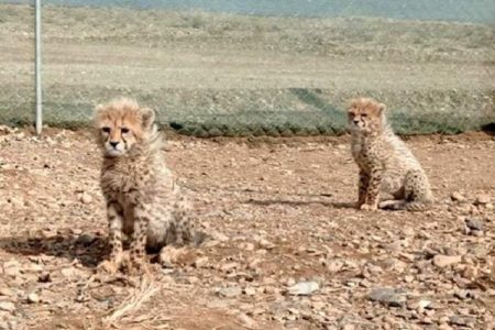 آنچه در سه ماه گذشته بر «آذر» و «توران» گذشت