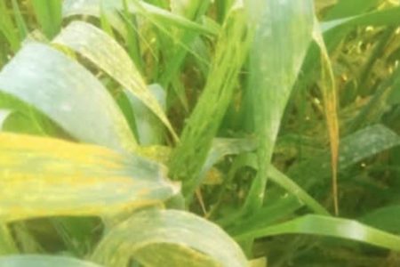 آیا بیماری زنگ زرد به مرگ مزارع گندم استان خوزستان منجر می شود؟