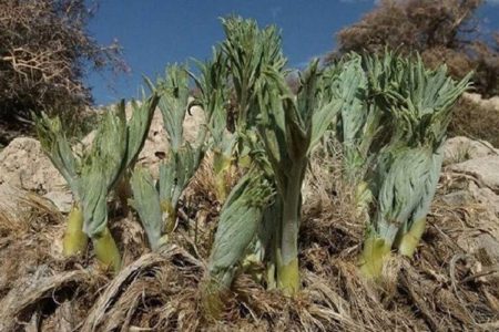 این گیاه را نخورید، کبد را نابود می‌کند