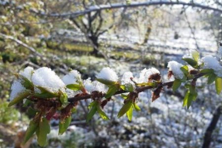 پنج توصیه به باغداران و کشاورزان