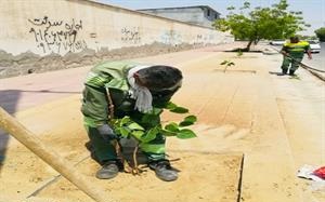 کاشت ۵۰ اصله انجیر معابددر حاشیه بلوار جهانگردی بندرعباس