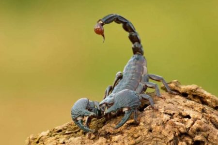 رتبه جالب عقرب گزیدگی ایران در جهان