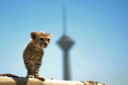 پیروز اگر زنده بود امروز یک ساله می‌شد