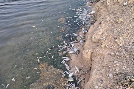 انتقاد مدیرکل محیط‌زیست خوزستان از تحقیقات بی‌نتیجه درباره مرگ ماهیان ماهشهر