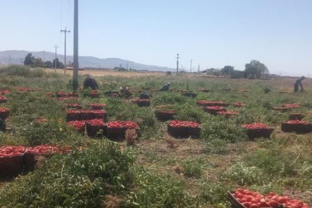 برداشت گوجه فرنگی از مزارع شهرستان مرودشت