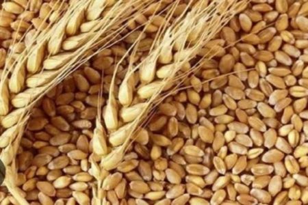 آغاز توزیع بذر گواهی شده گندم در شهرستان ارسنجان 