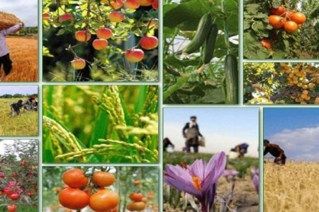 تولید ۲۰درصد مواد غذایی کشور در خوزستان