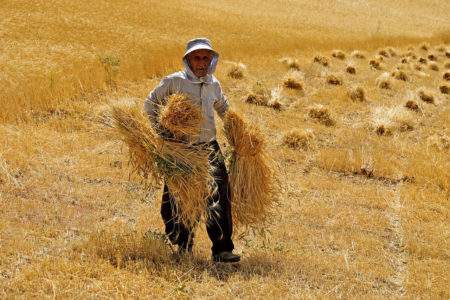 چشم‌انتظاری ۴۰ روزه گندم‌کاران خوزستانی