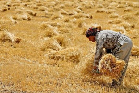 بدهی ۱۱۰ همتی دولت به گندمکاران