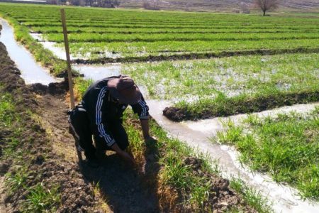کاهش خسارت به کشاورزان خوزستانی با رعایت الگوی کشت