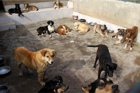 شهرداری مشهد آماده همکاری با گروه های حامی حیوانات در خصوص کنترل جمعیت سگ های دوره گرد و بی خانمان بر اساس قانون است