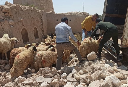 محموله بزرگ دام زنده قاچاق در شهرستان بندرخمیر توقیف شد