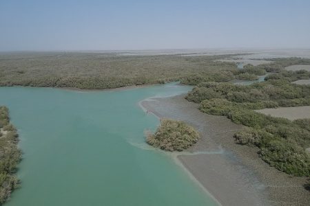 ۶۰۰هزار اصله نهال حرا در سواحل هرمزگان کشت می شود