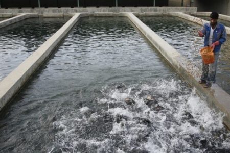عدم تخصیص آب مهمترین چالش توسعه آبزی پروری بهبهان