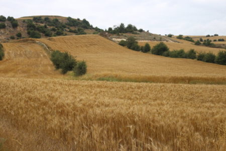 فارس رتبه اول سطح زیر کشت قراردادی گندم دارد