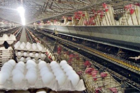 توزیع تخم‌مرغ پایین‌تر از نرخ مصوب در اردستان