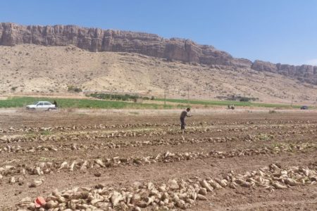 پایان برداشت چغندرقند پاییزه با تولید بیش از ۴۷ هزار تن از مزارع شهرستان ممسنی