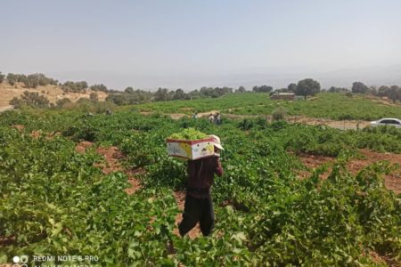 آغاز برداشت غوره در شهرستان ممسنی