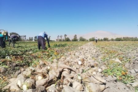 آغاز برداشت چغندر قند از مزارع شهرستان مرودشت