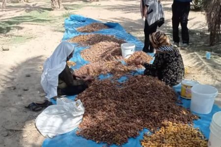 پایان برداشت خرما در شهرستان زرین‌دشت 