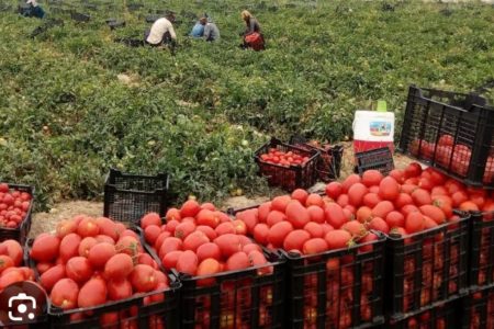 پایان برداشت ۱۴۰۰هکتاری گوجه فرنگی در ارسنجان