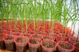 صرفه‌جویی ارزی و افزایش بهره‌وری با تولید ارقام جدید نیشکر