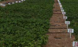 افزایش حدود ۱۲۰ درصدی عملکرد لوبیا با معرفی ارقام اصلاح شده