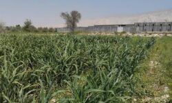 توجه به مسائل فنی و علمی بخش کشاورزی و دامپروری ضروری است 