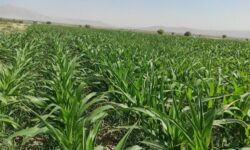 آغاز کشت ذرت تابستانه؛ فصلی تازه از تلاش، تولید و خودکفایی