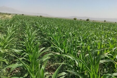 آغاز کشت ذرت تابستانه؛ فصلی تازه از تلاش، تولید و خودکفایی